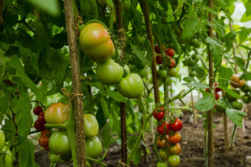Red and green tomatoes ripen on a Bush in a greenhouse