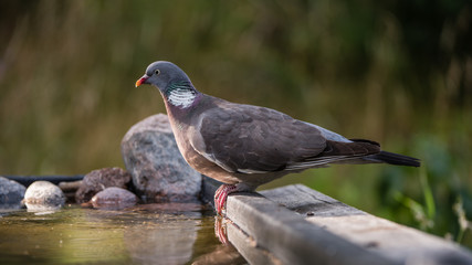Common Wood Pigeon perching at the waterhole with low sidelight