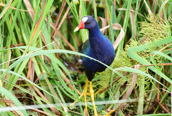 Purple Gallinule (Porphyrio martinicus)