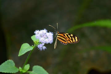 Isabella's longwing