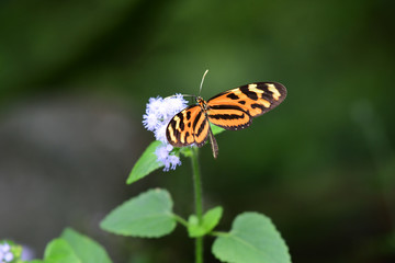 Isabella's longwing