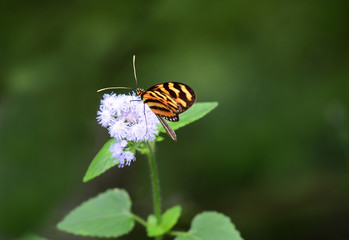 Isabella's longwing