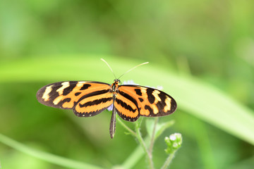 Isabella's longwing