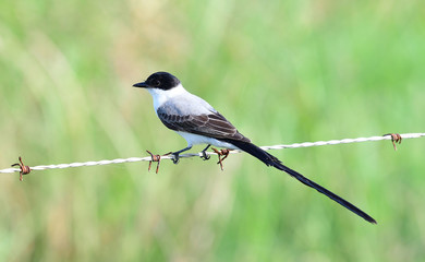 Fork-tailed Flycatcher (Tyrannus savana)