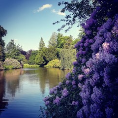 Blumenpracht