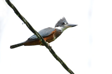 Ringed Kingfisher (Megaceryle torquata)