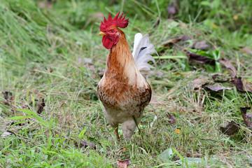 Rooster