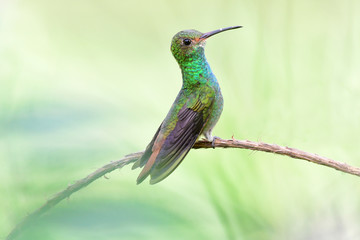 Rufous-tailed Hummingbird (Amazilia tzacatl)