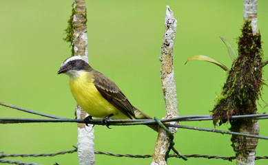 social flycatcher (Myiozetetes similis)