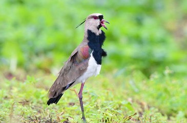 southern lapwing (Vanellus chilensis)
