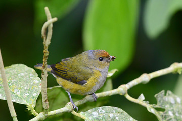Tawny-capped Euphonia (Euphonia anneae), Female