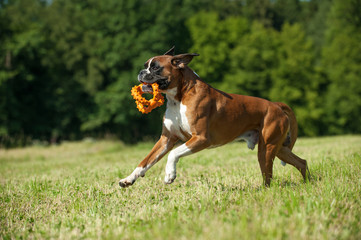 Rennender Boxer mit Spielzeug im Maul