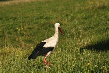 White stork (Ciconia ciconia)