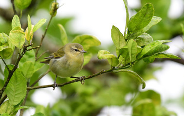Tennessee Warbler (Oreothlypis peregrina)