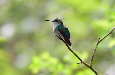 Fototapeta na wymiar Small hummingbird on a branch
