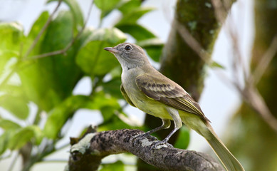 Flycatcher