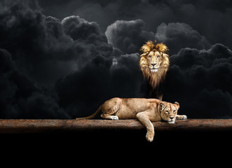 Obraz na płótnie Canvas Lion and lioness, animal family. Portrait in the dark, after sex