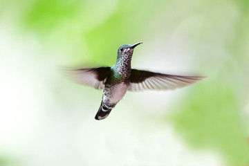 White-Necked jacobin, Female