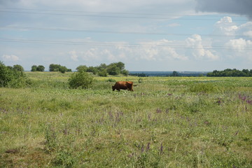 the cow sits in the field