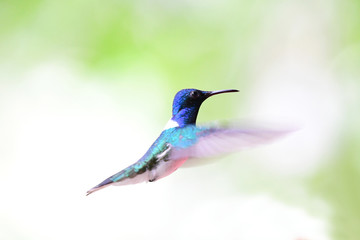 White-Necked jacobin, Male