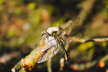 Dragonfly