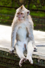 Long-tailed Macaque Monkey Sitting on a Wall in Bali