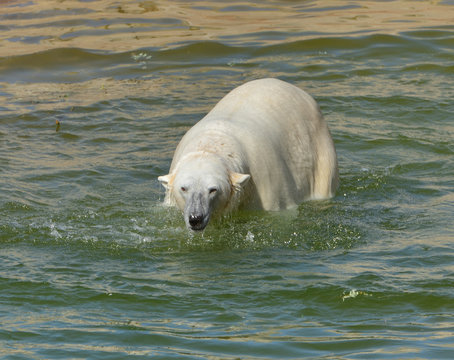 Polar bear in water. Finnish Lapland