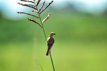 Seedeater on a grass stem