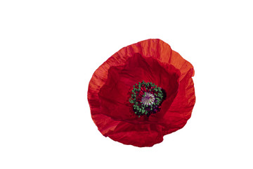 Red poppy flower on a white background.