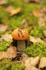 Cep Mushroom Growing in Autumn Forest. Boletus growing under the tree. Mushroom picking