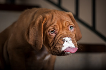 dogue de bordeaux puppy studio portrait