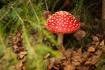 poisonous mushroom Amanita muscaria under the tree in fallen leaves