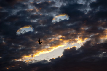 Smiling face from the clouds in the sky with a flying bird