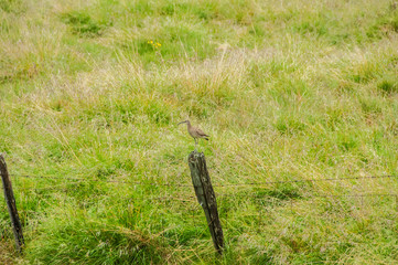 Pássaros no seu ambiente natural