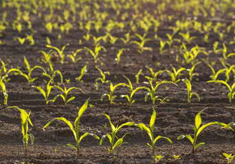 Backlit young maize seedling (Zea mays) growing on corn field in spring. Beautiful agricultural countryside during sunrise golden hour. Saplings in lines with shining yellow green leaves in backlight.