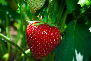 Fresh strawberries that are grown in greenhouses