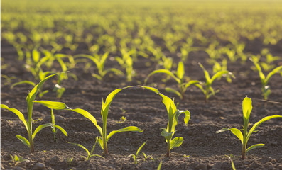Backlit young maize seedling (Zea mays) growing on corn field in spring. Beautiful agricultural countryside during sunrise golden hour. Saplings in lines with shining yellow green leaves in backlight.