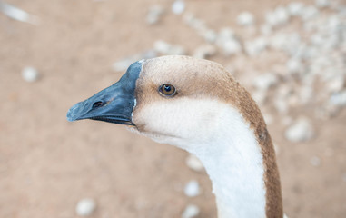 Head of the goose.