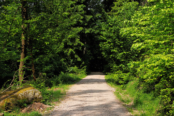 Fototapeta premium Hiking along a path in the Black Forest, Germany