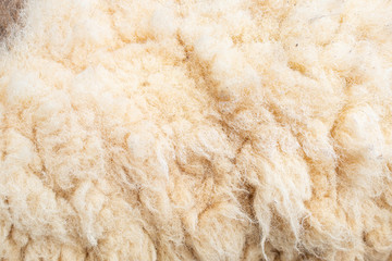 Raw wool of sheep.