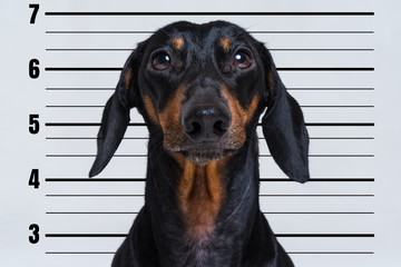 cute dog dachshund, black and tan, at police office on the background  department banner