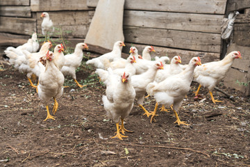 Group of white chicks walking in the village courtyard