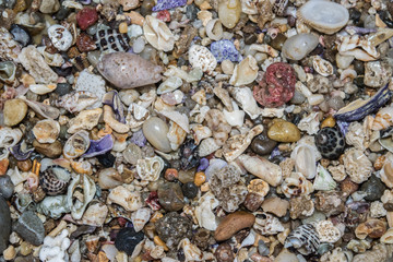 Seashells, Sunshine Coast, Australia