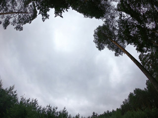 Trees in the forest close-up. Sky and trees in the forest.