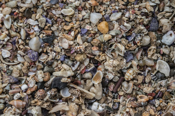 Seashells, Sunshine Coast, Australia
