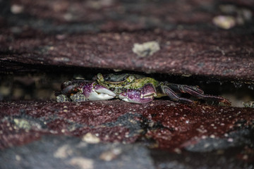 Hiding Crab, Shelly Beach