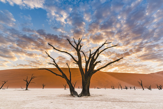 Dead acacia trees, Deadvlei, Namib-Naukluft National Park, Namibia