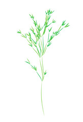 Obraz premium Reed stems ,bamboo leaves, thin narrow leaves.Different shades of green. Isolated on white background