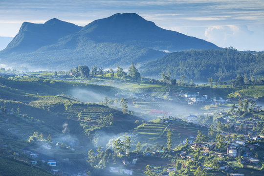 Ceylon-Bilder: Stock-Fotos & -Videos. | Adobe Stock