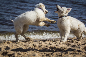 Biały Owczarek Szwajcarrski © Eliza